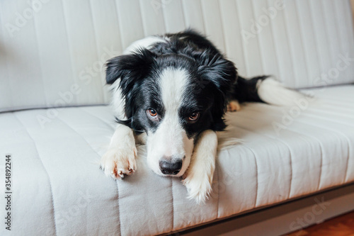 Funny portrait of cute smiling puppy dog border collie on couch indoors. New lovely member of family little dog at home gazing and waiting. Pet care and animals concept. © Юлия Завалишина