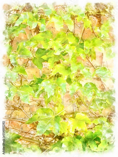 watercolor ivy wall nature summer background