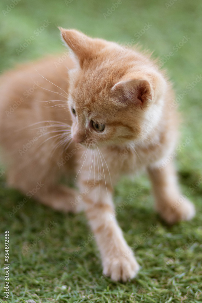 cat on grass