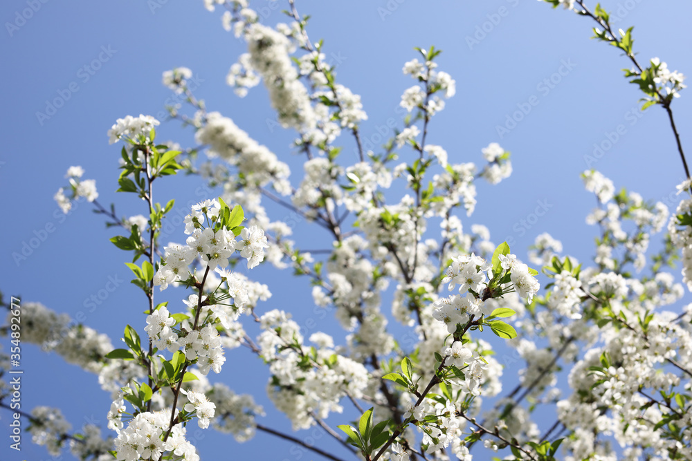 Spring Time - an apple tree branch with flowers isolated on blue clear sky Spring Time - an apple tree branch with flowers isolated on blue clear sky