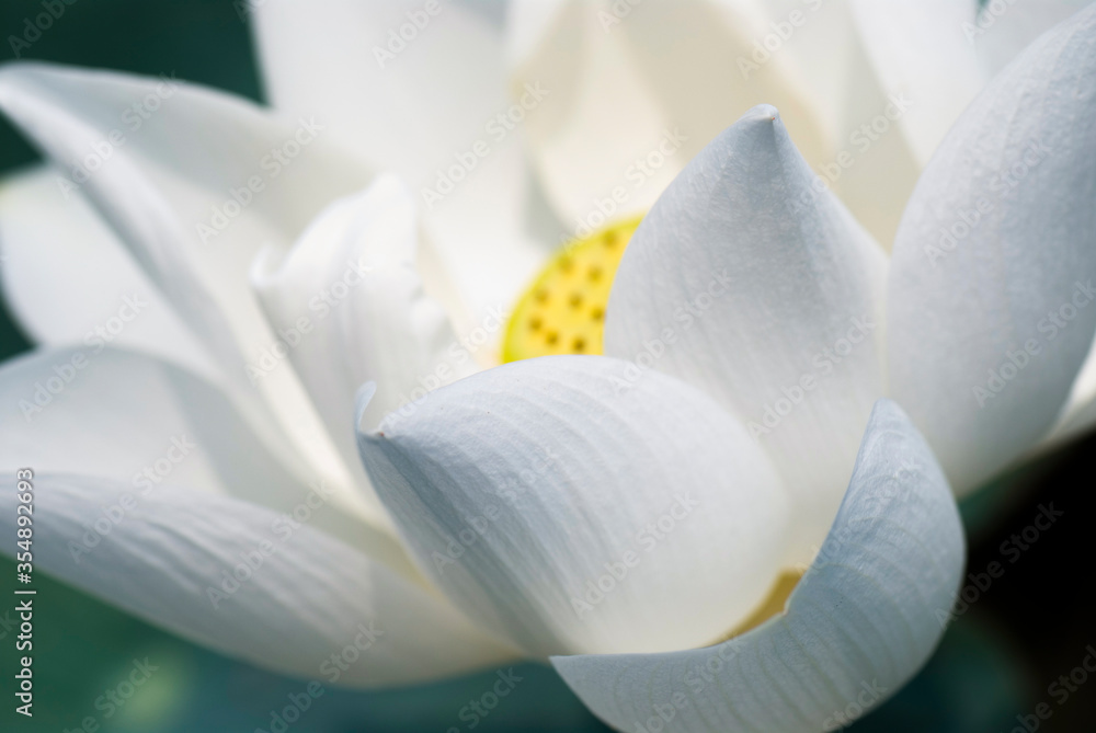 Fototapeta Zbliżenie białego kwiatu lotosu w ogrodzie z rozmytym tłem