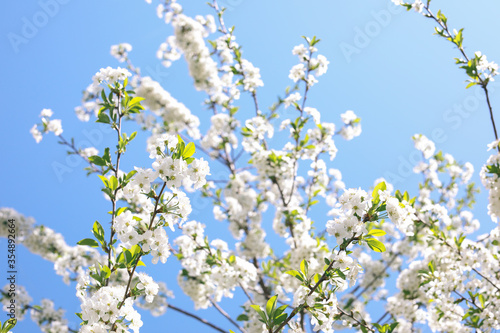 Spring Time - an apple tree branch with flowers isolated on blue clear sky