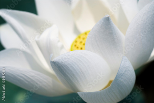 Close-up of the white lotus flower in the garden with blurred background 