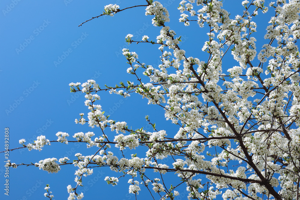Spring Time - an apple tree branch with flowers isolated on blue clear sky Spring Time - an apple tree branch with flowers isolated on blue clear sky