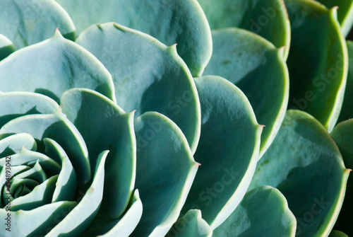 Close-up of Succulent plant as a background