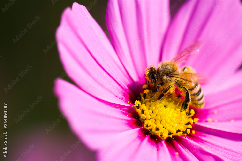 Close-up cosmos flowers with the bee, in the outdoor garden. Close-up cosmos flowers with the bee, in the outdoor garden.