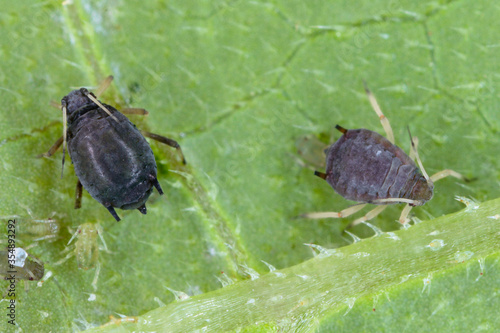 фотографія Close up of a colony of Aphis gossypii (melon aphid or cotton aphid) on the zucchini leaf