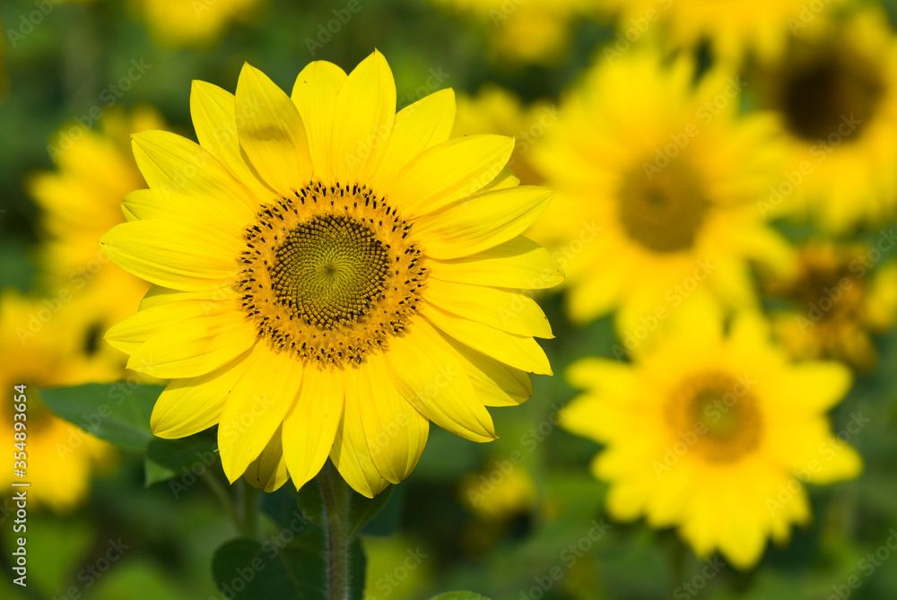 Yellow Sunflower field in sunny summer day Yellow Sunflower field in sunny summer day