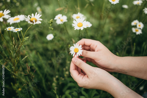 young woman touches, plucks daisy flowers in nature in summer. Park, flowering.