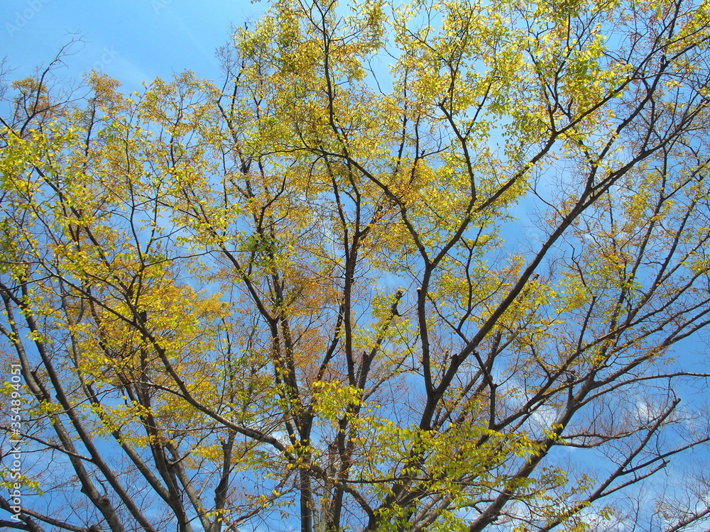 朝の公園の芽吹きの欅 朝の公園の芽吹きの欅