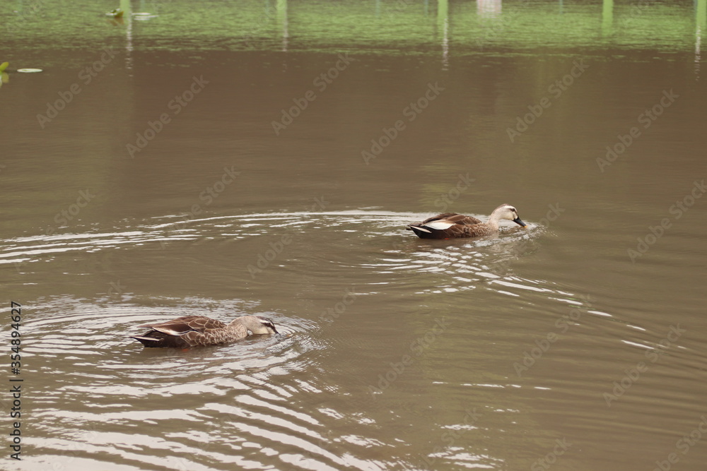 Fototapeta premium つがいの鴨達