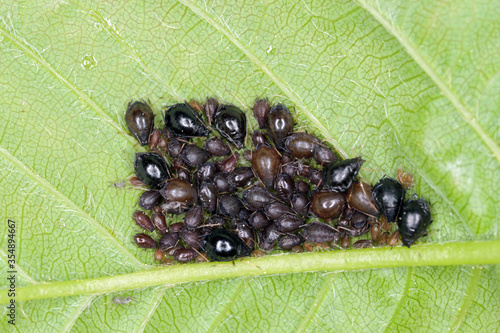 Colony of the Black Cherry Aphid or cherry blackfly (Myzus cerasi) on leaf of cherries. is an pest in Orchard. photo