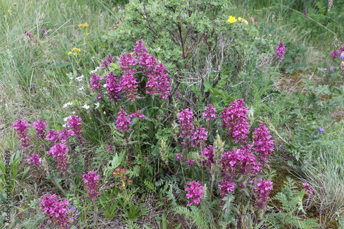 Flowers of Altai mountains, lilac flowers of the  lousewort  in meadow photo