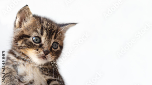 small beautiful striped kitten close-up on a white background for advertising concept