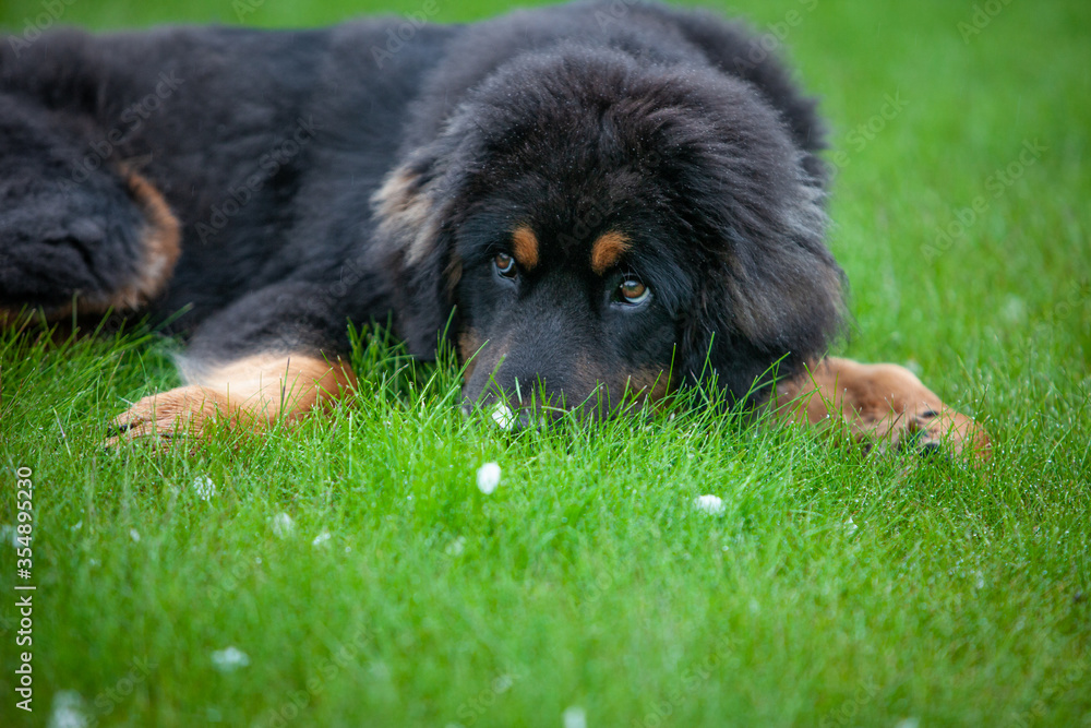 Fototapeta premium Junior Tibetan mastiff hiding its nose on a green grass.