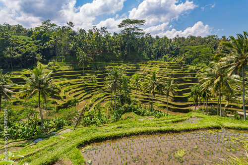 Paysage de rizières en terrasse à Bali