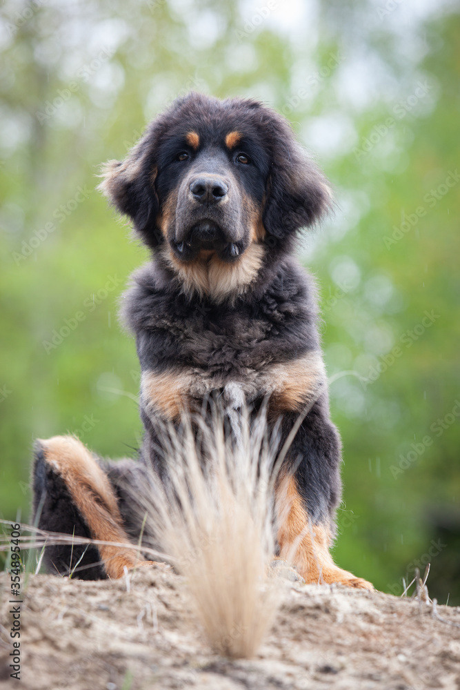 Ttibetan mastiff sitting on a sand near feather grass in a cloudy day. Ttibetan mastiff sitting on a sand near feather grass in a cloudy day.