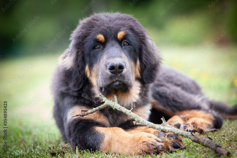 Portrait of tibetan mastiff lying on green grassed field with a stick in a cloudy summer day Portrait of tibetan mastiff lying on green grassed field with a stick in a cloudy summer day