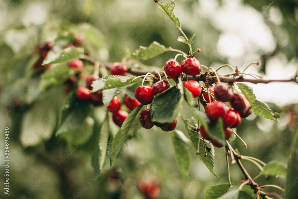 Red cherry berries on a tree with green leaves Red cherry berries on a tree with green leaves