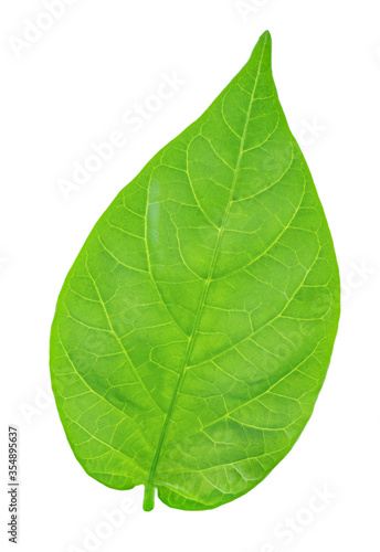 Single pepper leaf isolated on a white background.