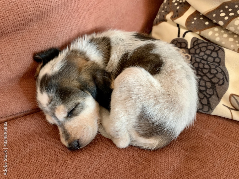 puppy sleeping on the sofa. bagle hound beagle and basset hound mix puppy sleeping on the sofa. bagle hound beagle and basset hound mix