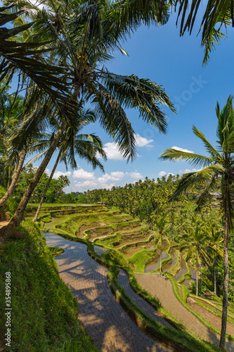 Palmiers et rizière en terrasses à Bali