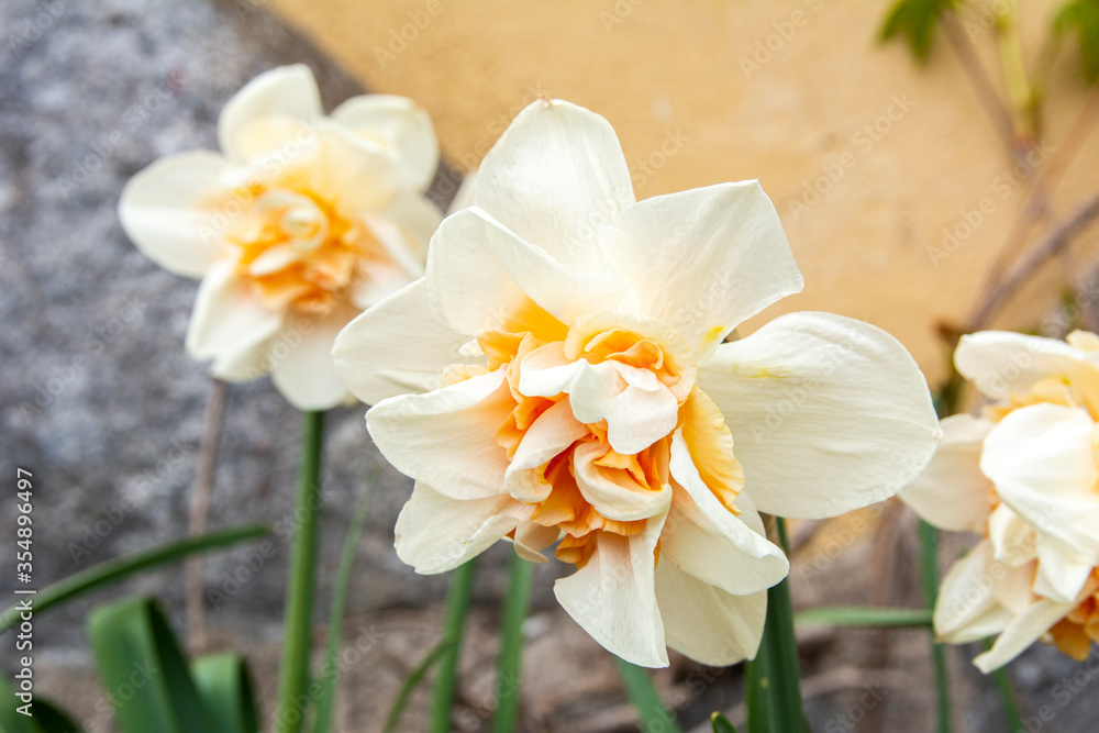 Fototapeta premium Pretty daffodil flower blooming in spring, Finland