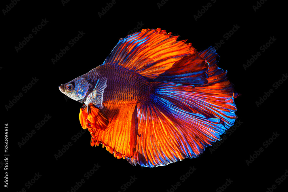 Fototapeta premium Moment beautiful of blue - orange fighting fish on black background. Male fish have long tail and colorful.