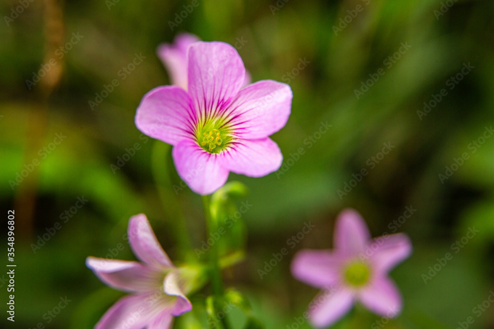 pink and white flower