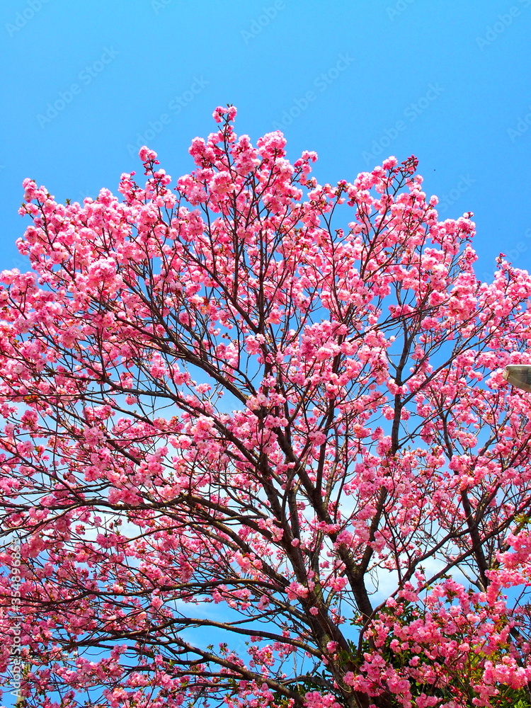 満開の八重桜と青空 満開の八重桜と青空