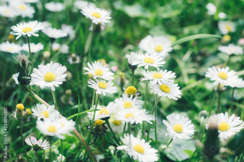 Background with springs daisy. White marguerite and green grass. © Struzhkova Ilona