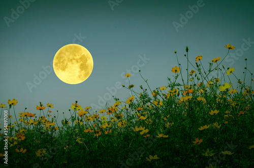 Fototapeta Naklejka Na Ścianę i Meble -  Beautiful full moon with cosmos flowers