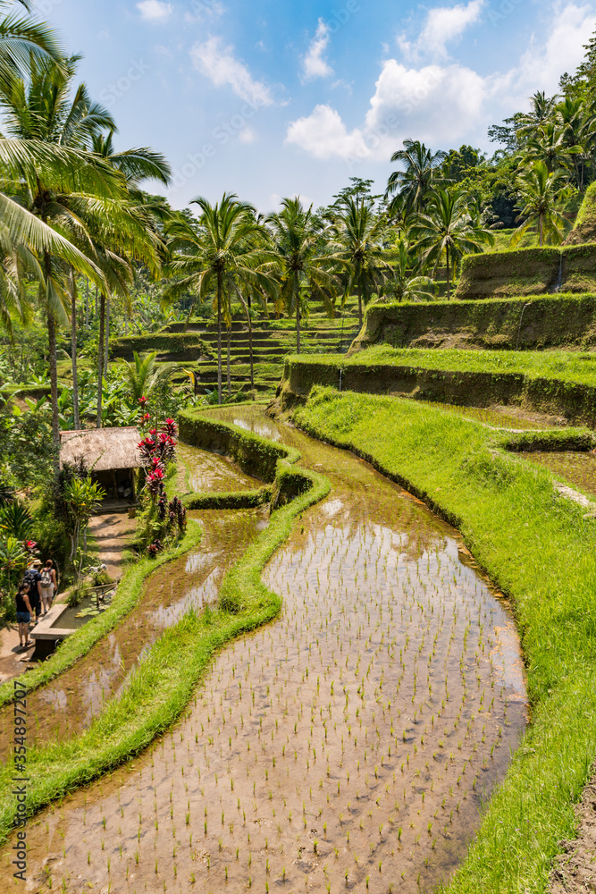 Naklejka premium Paysage de rizières en terrasse à Bali