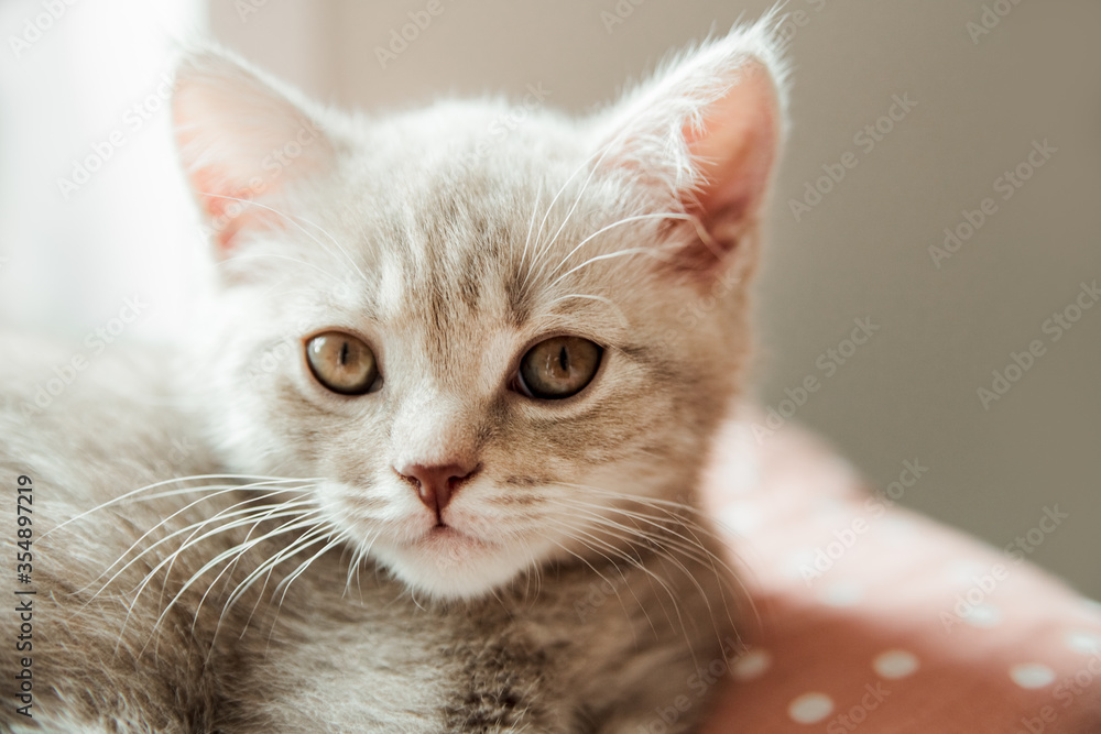 Portrait of cute kitten resting on a pillow.Scottish cat.Close-up view