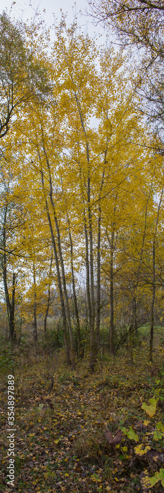 Yellow foliage trees in the autumn forest.