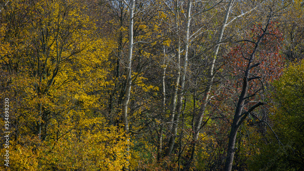 Trees in the forest covered with yellow foliage. Trees in the forest covered with yellow foliage.