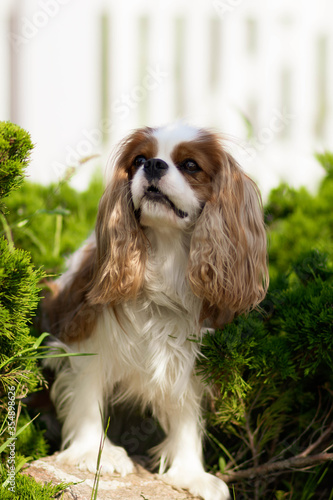 cavalier king charles spaniel