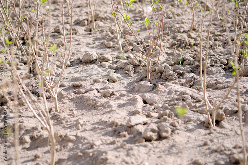 Dry soil texture on the ground without rain