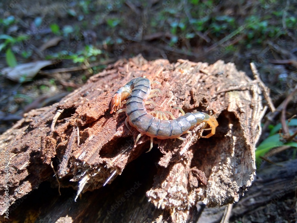 Close up centipede with a natural background Close up centipede with a natural background