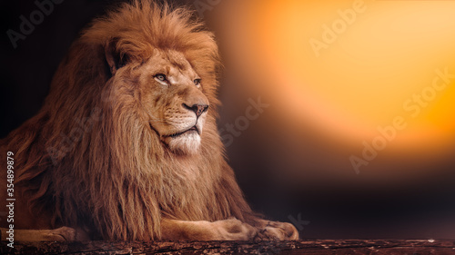 The mighty lion lies at sunset. African lion.