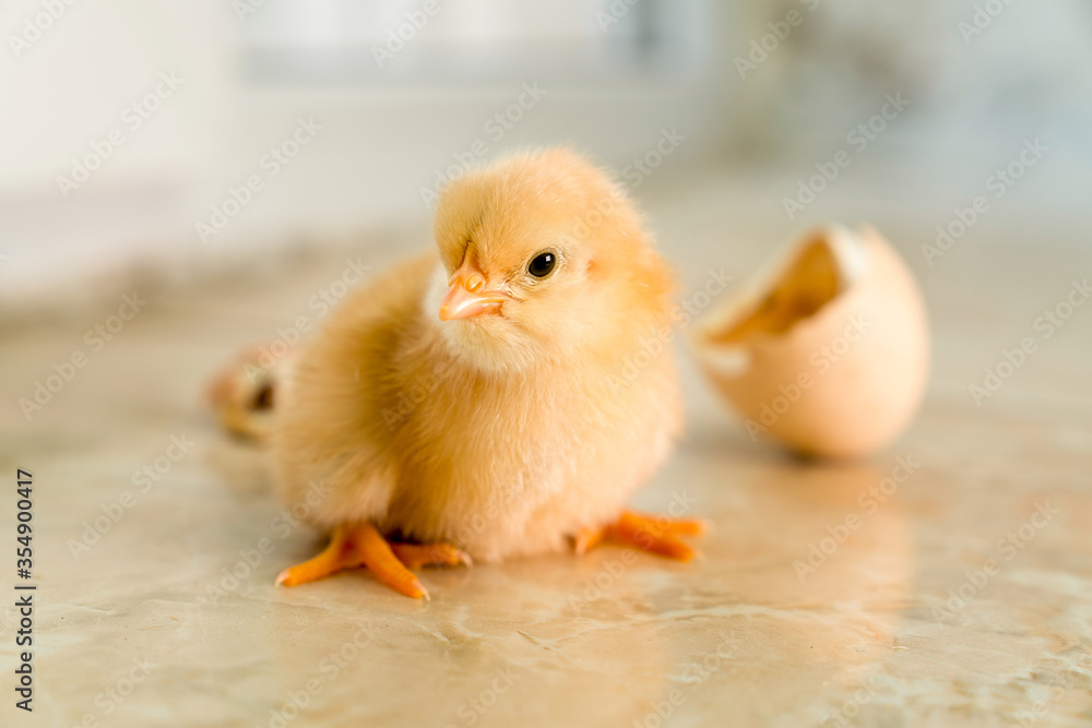 A newly hatched yellow chick looks around with curious eyes.. A newly hatched yellow chick looks around with curious eyes..