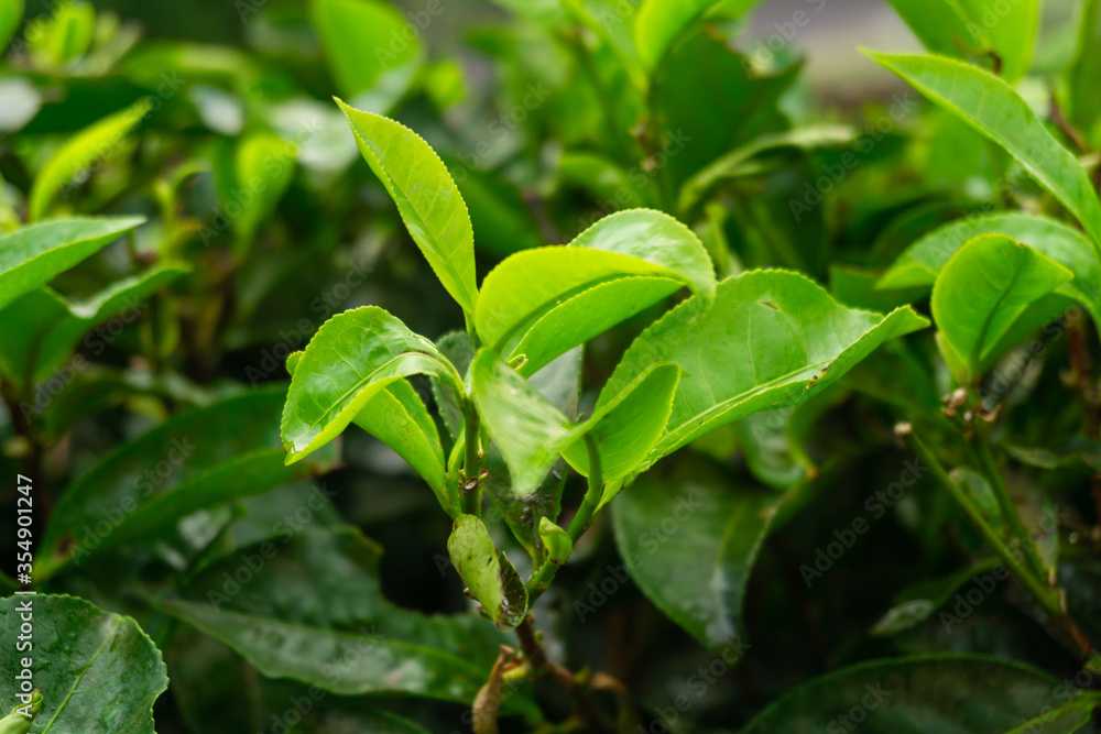 close up of green tea leaves close up of green tea leaves