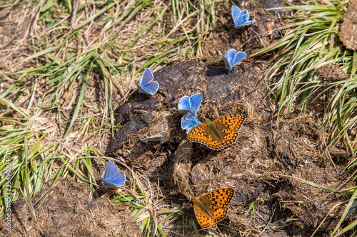 Lycaenidae butterfly (little blue butterfly) sitting on the groun in sunny summer day photo