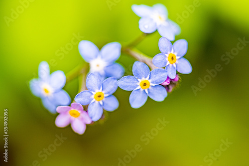 Macro
