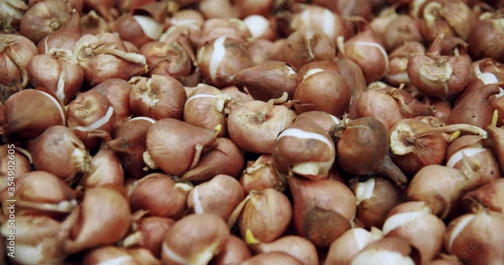 Bump of tulip bulbs, multiple tulip flower bulbs in Holland Bump of tulip bulbs, multiple tulip flower bulbs in Holland