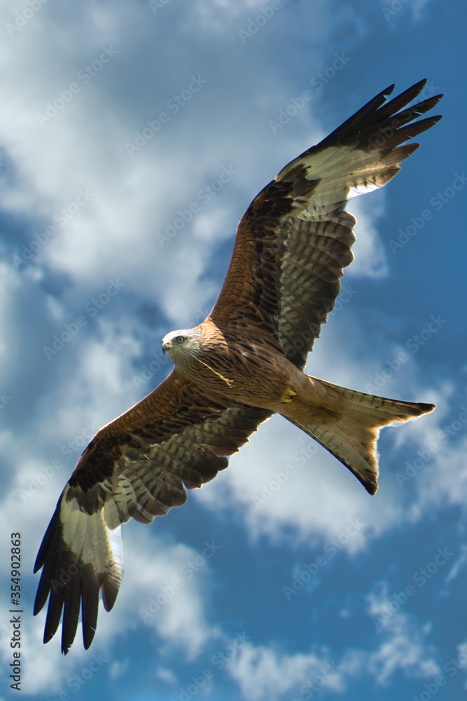 Fototapeta premium hawk eagle in flight against blue sky