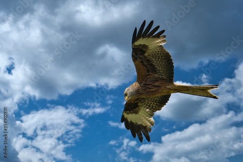 hawk eagle in flight against blue sky