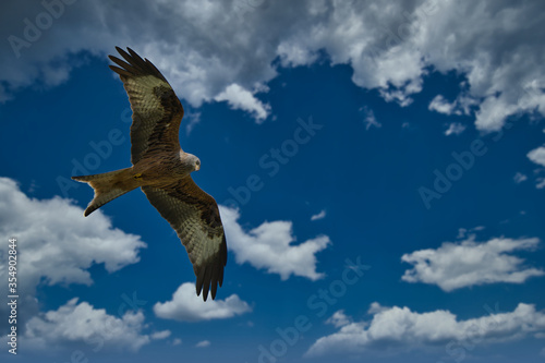 hawk eagle in flight against blue sky