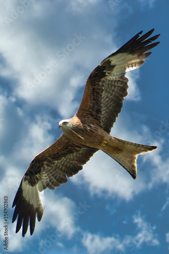 hawk eagle in flight against blue sky