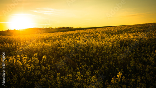 Sunset  Colorful field of blooming raps